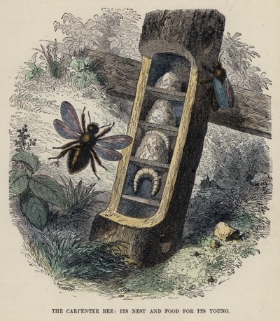 The Carpenter Bee, its Nest and Food for its Young by English School