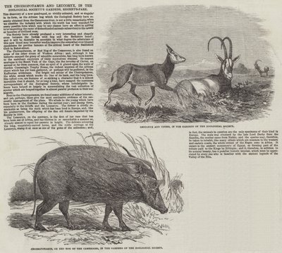 The Choiropotamus and Leucoryx, in the Zoological Society