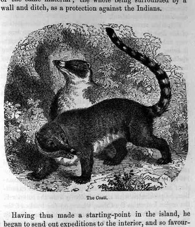 The Coati, from Santo Domingo Past and Present by English School