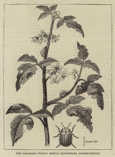 The Colorado Potato Beetle, Doryphora decemlineata by English School
