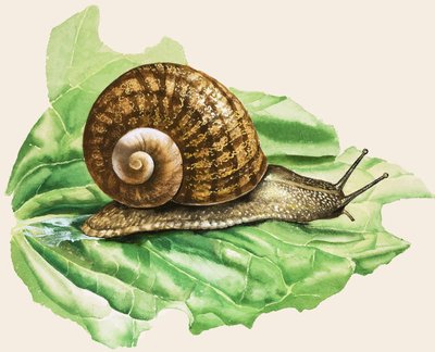 The Common Garden Snail, illustration from 
