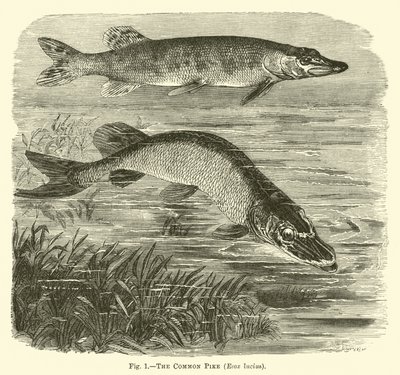 The Common Pike, Esox lucius by English School