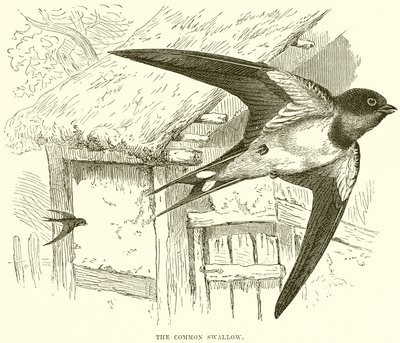 The Common Swallow by English School