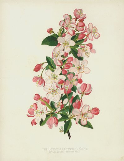 The Copious Flowered Crab by English School