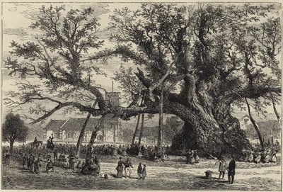 The Cowthorpe Oak by English School