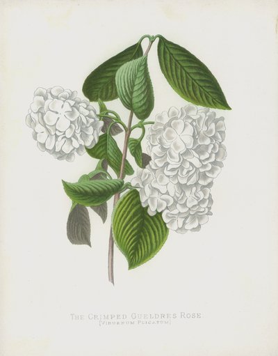 The Crimped Gueldres Rose, Viburnum Plicatum var. Dilatata by English School