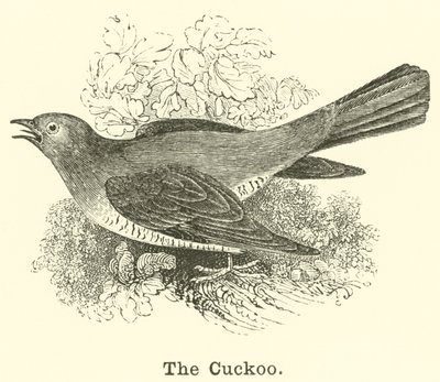 The Cuckoo by English School