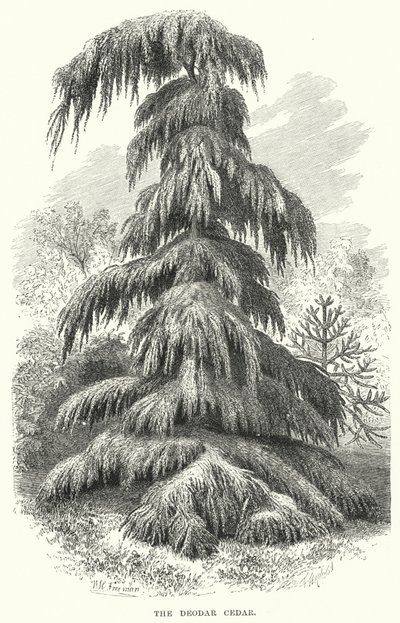 The Deodar Cedar by English School