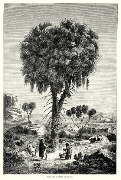 The Doum Palm in Nubia by English School