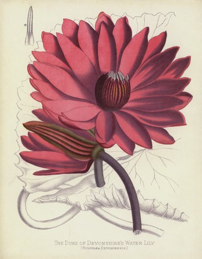 The Duke of Devonshire
