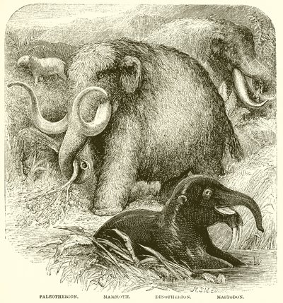 The Elephant by English School