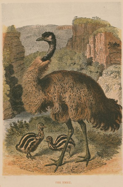 The Emu by English School