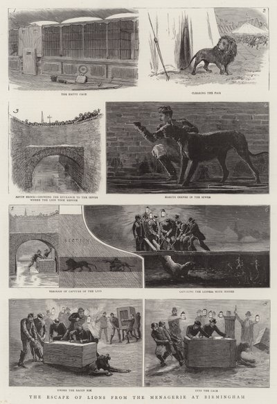 The Escape of Lions from the Menagerie at Birmingham by English School