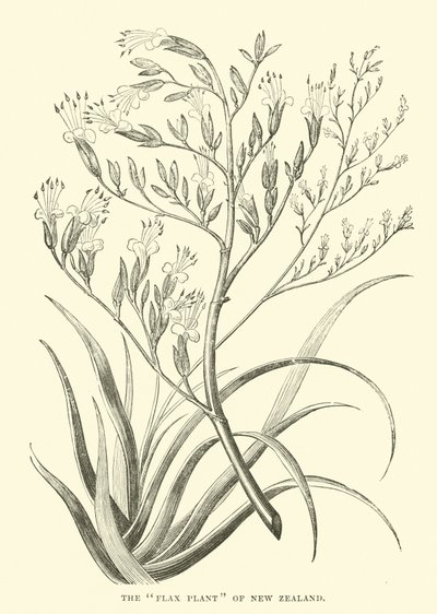 The Flax Plant of New Zealand by English School