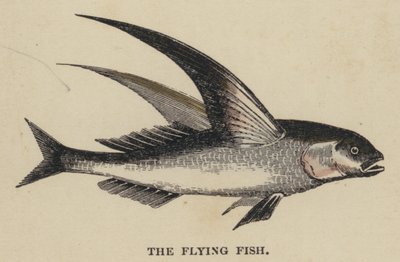 The Flying Fish by English School