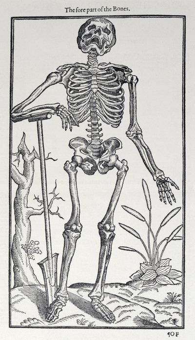 The Fore Part of the Bones, plate from The Historie of Man published by John Banister, 1578 by English School