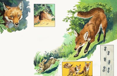 The Fox by English School