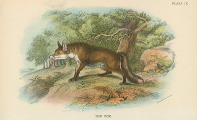 The Fox by English School