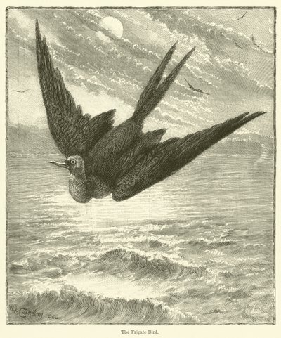 The Frigate Bird by English School