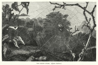 The Garden Spider, Epeira diadema by English School
