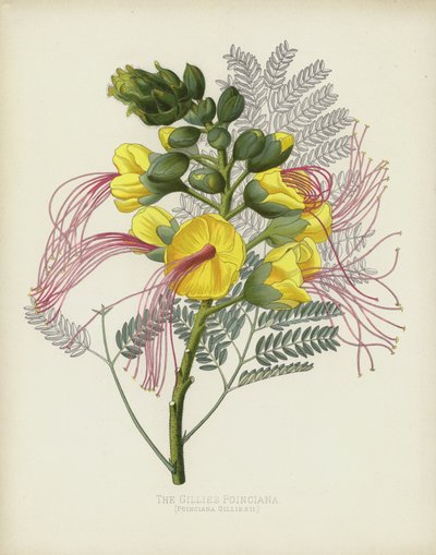 The Gillies Poinciana by English School