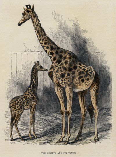 The Giraffe and its Young by English School