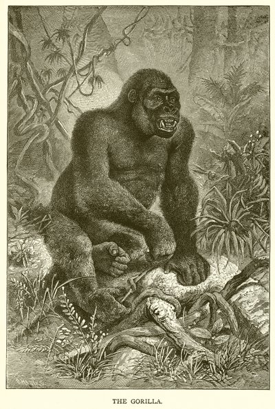 The Gorilla by English School