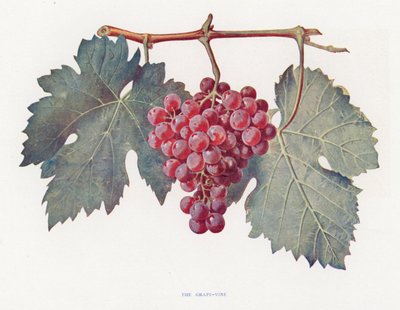 The Grape-Vine by English School