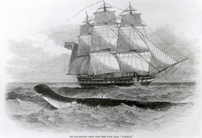 The Great Sea-Serpent when First Seen from HMS Daedalus by English School