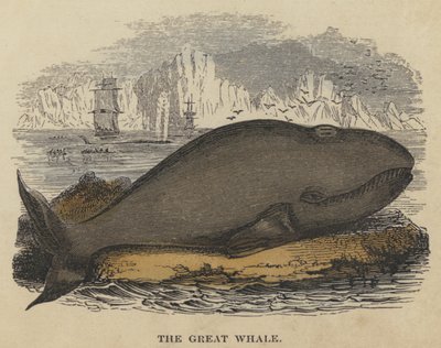 The Great Whale by English School