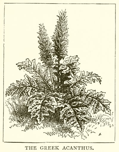 The Greek Acanthus by English School
