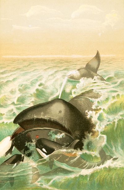 The Greenland Whale by English School