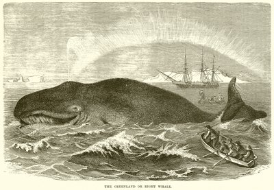 The Greenland or Right Whale by English School