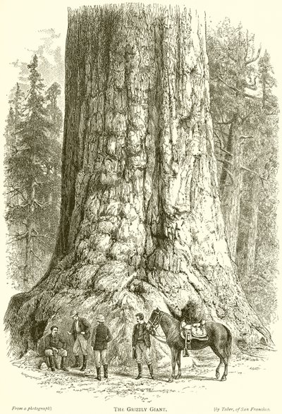 The Grizzly Giant by English School