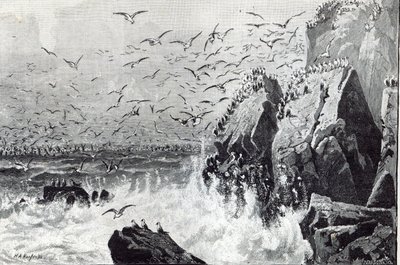 The Haunt of the Gulls, from 