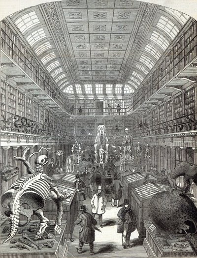 The Hunterian Museum, at the Royal College of Surgeons by English School
