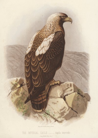 The Imperial Eagle, Aquila Imperialis by English School