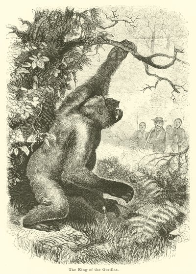 The King of the Gorillas by English School