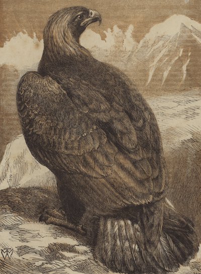 The King of the Mountains by English School