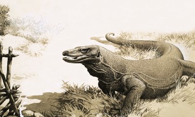 The Komodo Dragon by English School