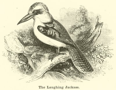 The Laughing Jackass by English School