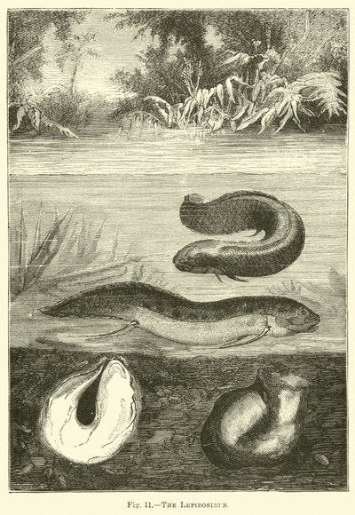 The Lepidosiren by English School
