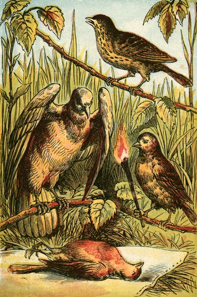 The Linnet, the Dove, and Cock Robin by English School