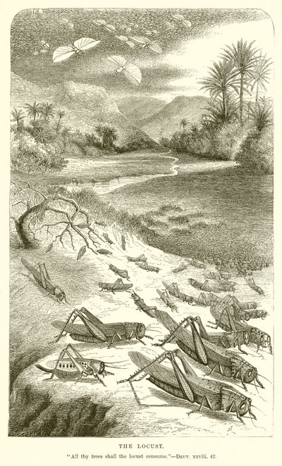 The Locust by English School