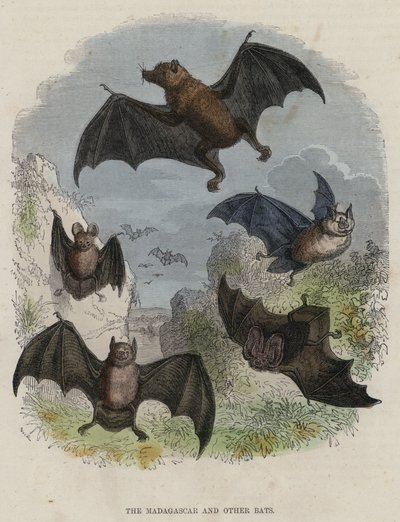 The Madagascar and Other Bats by English School