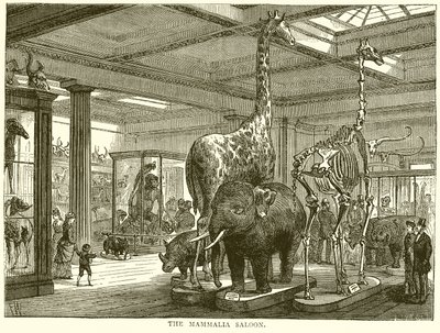 The Mammalia Saloon by English School