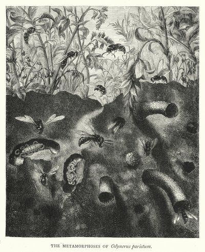 The Metamorphoses of Odynerus parietum by English School