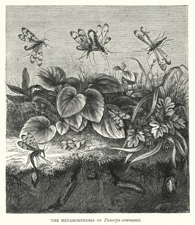 The Metamorphoses of Panorpa Communis by English School