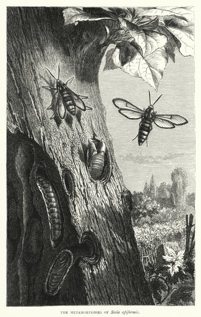 The Metamorphoses of Sesia apiformis by English School