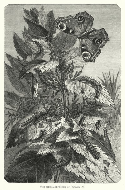 The Metamorphoses of Vanessa Io by English School